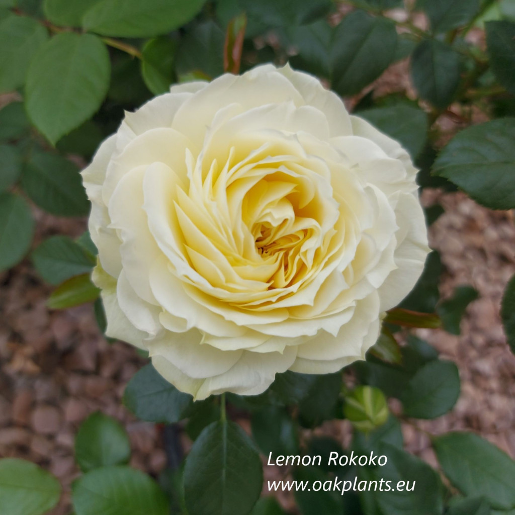Роза лимон рококо